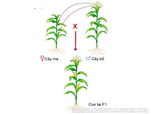 Ưu Thế Lai Biểu Hiện Cao Nhất Ở F1 Vì Sao?: Khám Phá Chi Tiết