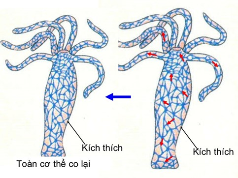 Cảm Ứng Ở Động Vật: Phân Tích Chi Tiết và Toàn Diện