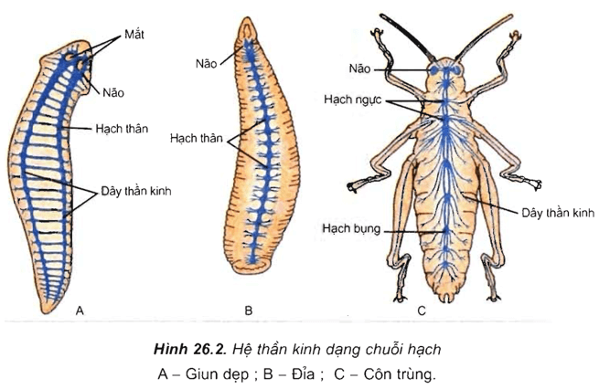 Cơ Chế Cảm Ứng ở Động Vật